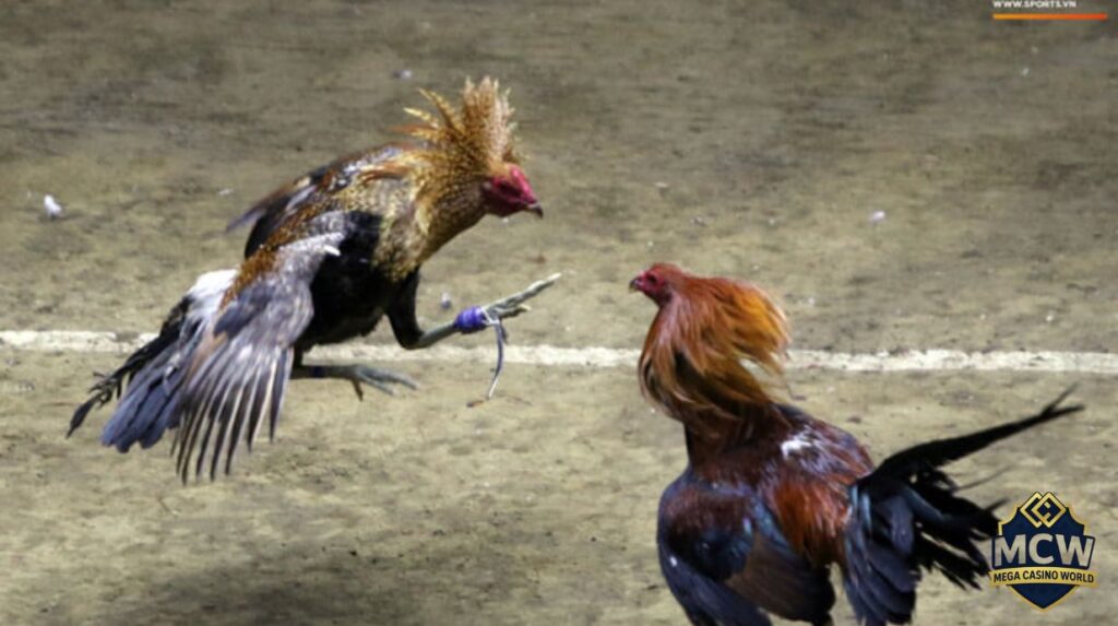 Ưu điểm khi cá cược đá gà trực tiếp tại MCW