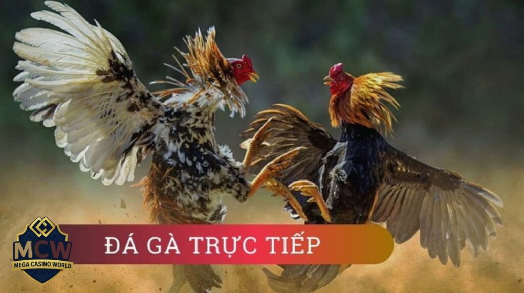 Cá Cược Đá Gà Trực Tiếp
