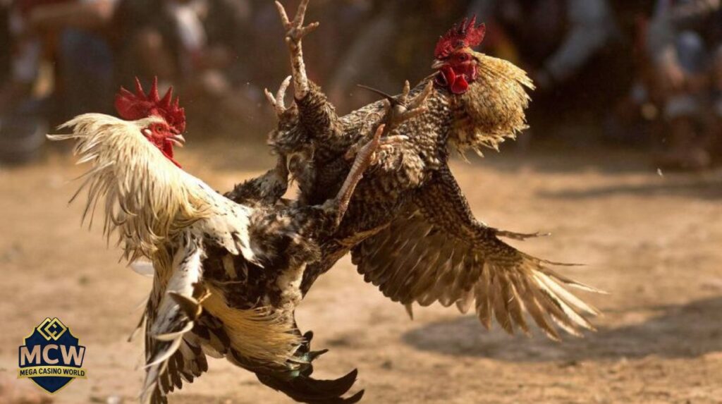 Giới thiệu về Cá cược đá gà trực tiếp