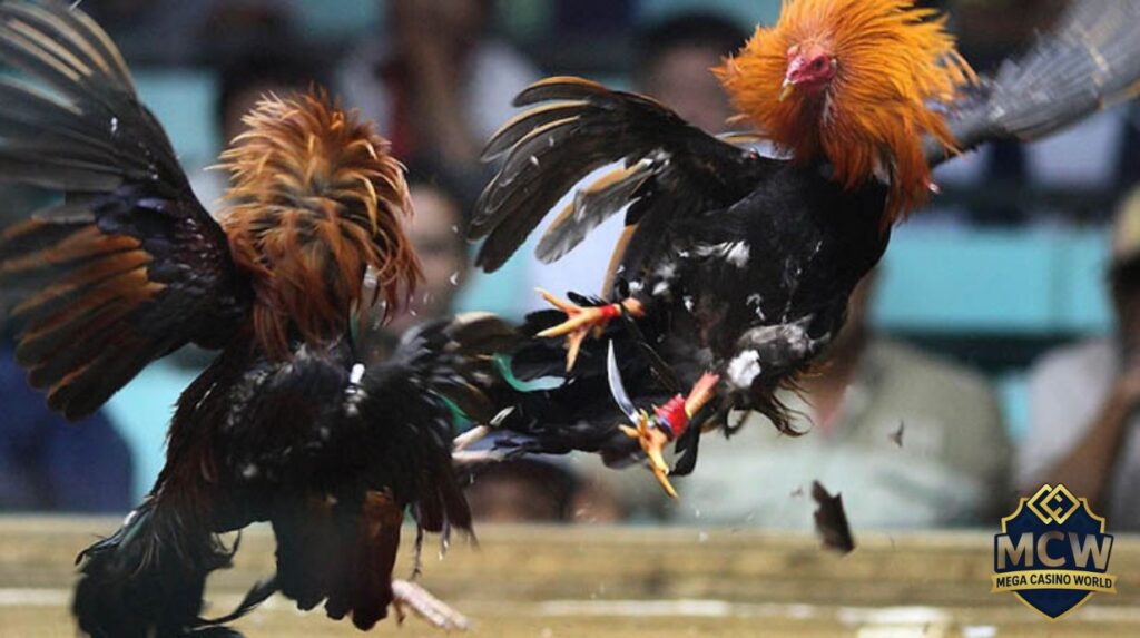 Hướng dẫn cách cá cược đá gà trực tiếp tại MCW