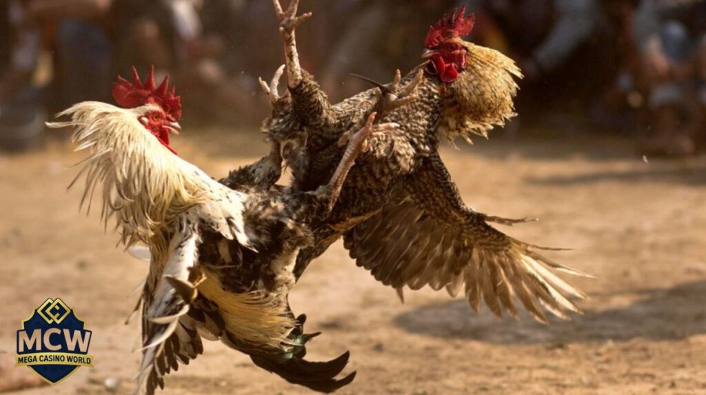 Đá gà MCW có hợp pháp không?