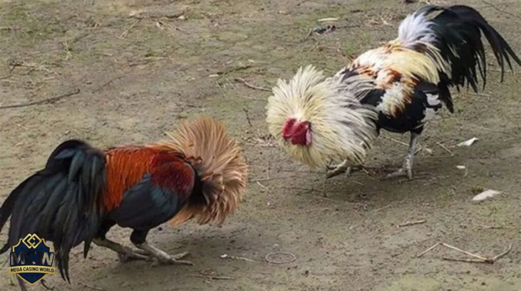 Đối chiếu ưu nhược điểm của SV388 với các sàn đá gà khác